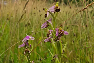 Photo d'un Ophrys abeille