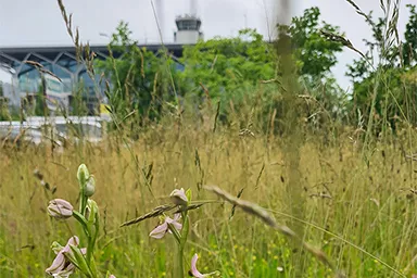 Photo d'Orchis pyramidal devant l'EuroAirport