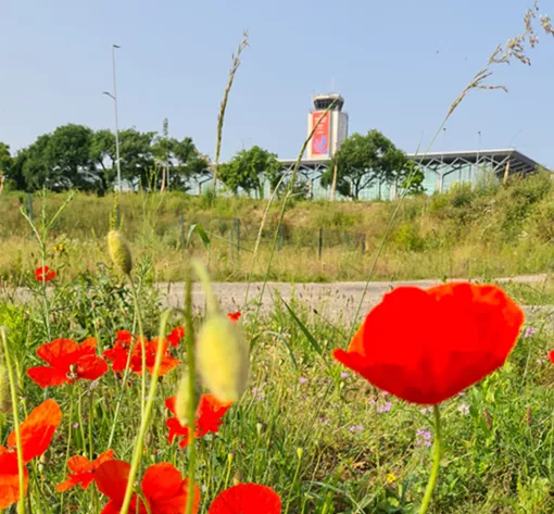 Photo de l'EuroAirport devant des coquelicots