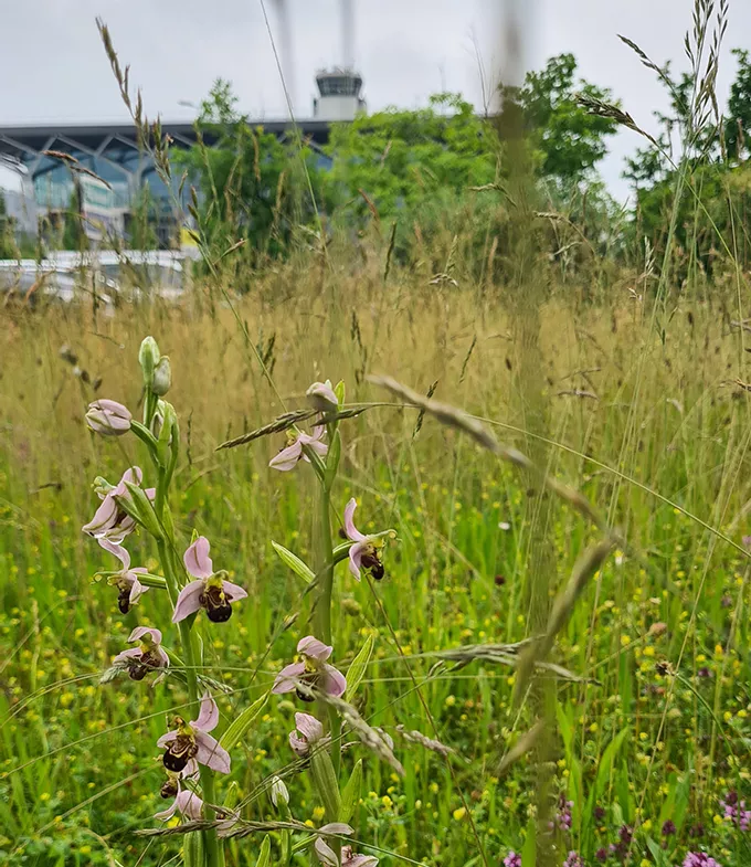 Photo d'Ophrys abeille