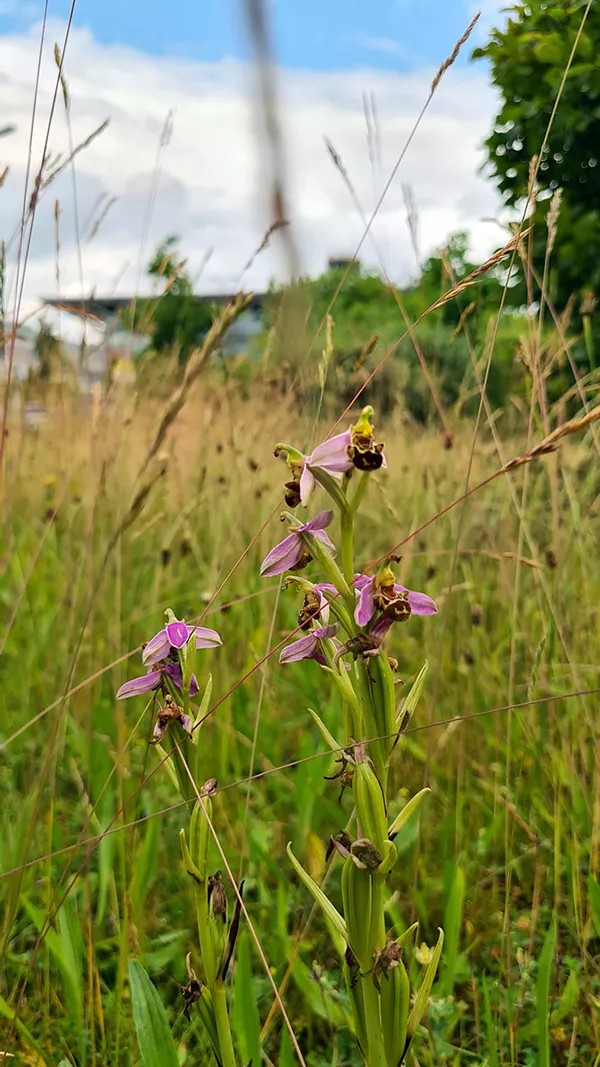 Photo d'un Ophrys abeille (Ophrys apifera)