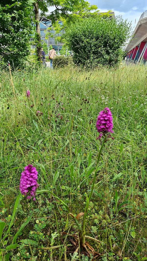 Photo d'un Orchis pyramidal