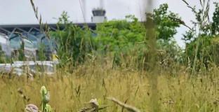 Photo d'Orchis pyramidal devant l'EuroAirport